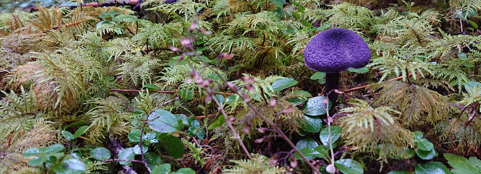 Purpple mushroom sprouting amid moss