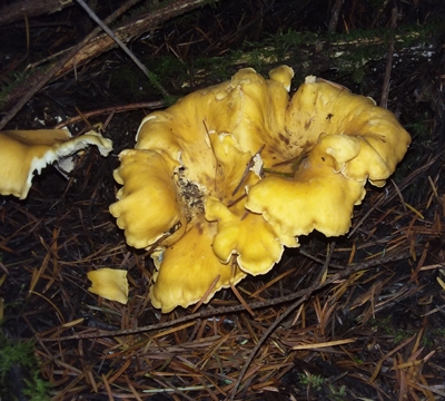 Chanterelle mushrooms in the wild
