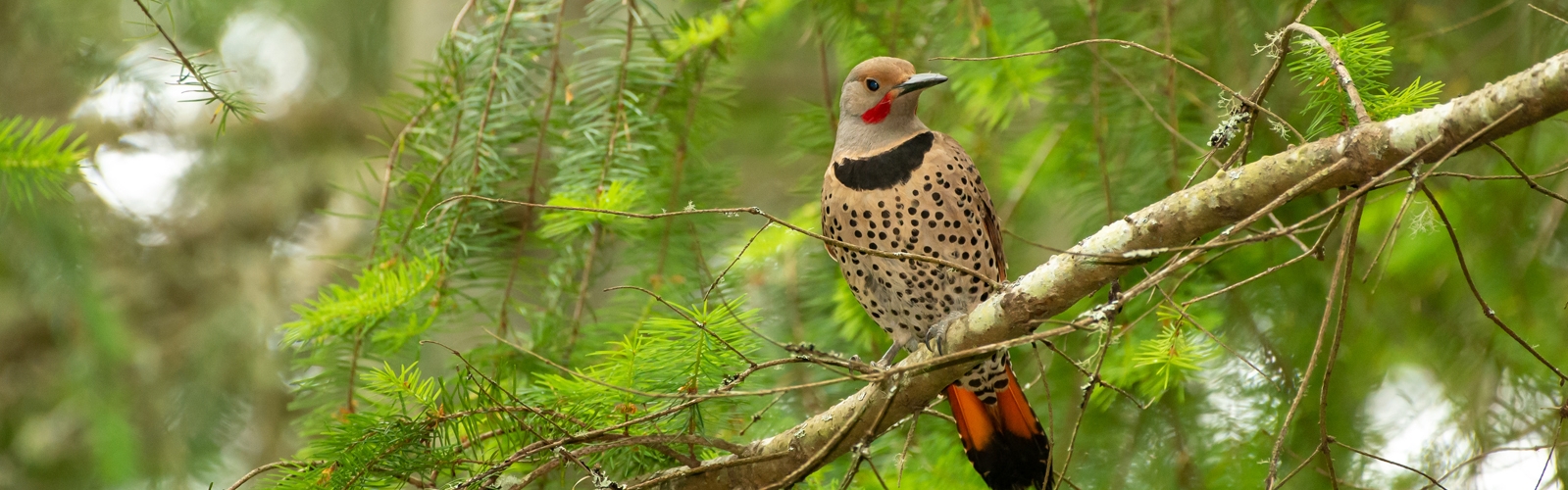 A northern flicker on a branch