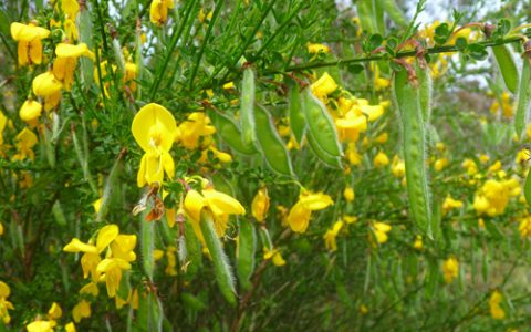 Scotch broom flowers and seed pods