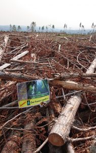 Clearcut devastation in the PGFHP