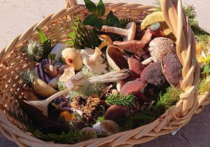basket of wild mushrooms