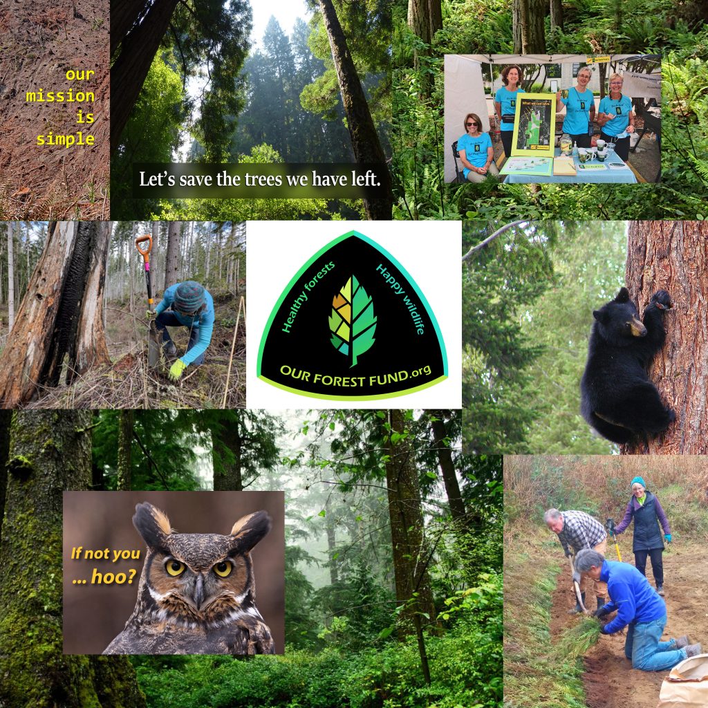 A montage of Our Forest Fund activities