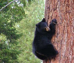 Black bear cub clinging to a tree trunk