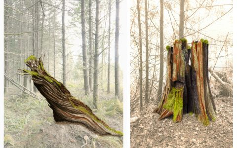 Leaning Stump & Old Growth Cedar