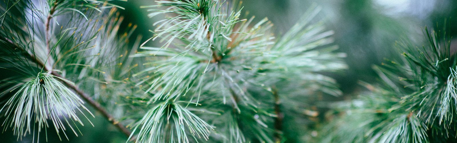 Closeup of pine needles