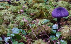 Purpple mushroom sprouting amid moss