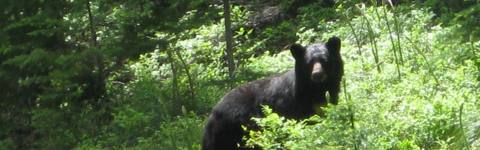 Black bear in woods