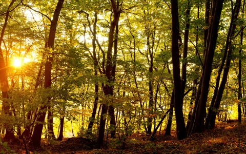 forest backlit by sunlight