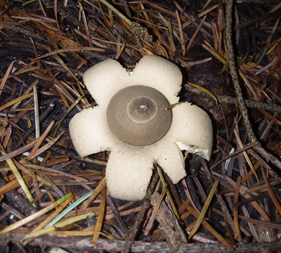 Rounded Earth Star mushroom