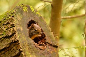 Red squirrel peeks out of a rotted log