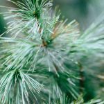 Closeup of pine needles