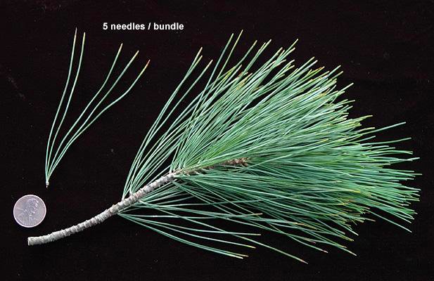April’s Tree of the Month: Western White Pine – Our Forest Fund