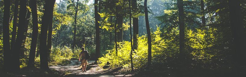 Man walking in the forest