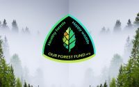 mirrored forest in mist