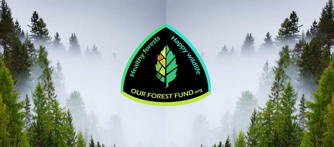 mirrored forest in mist