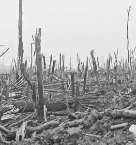 forest destruction on Ukrainian battlefield