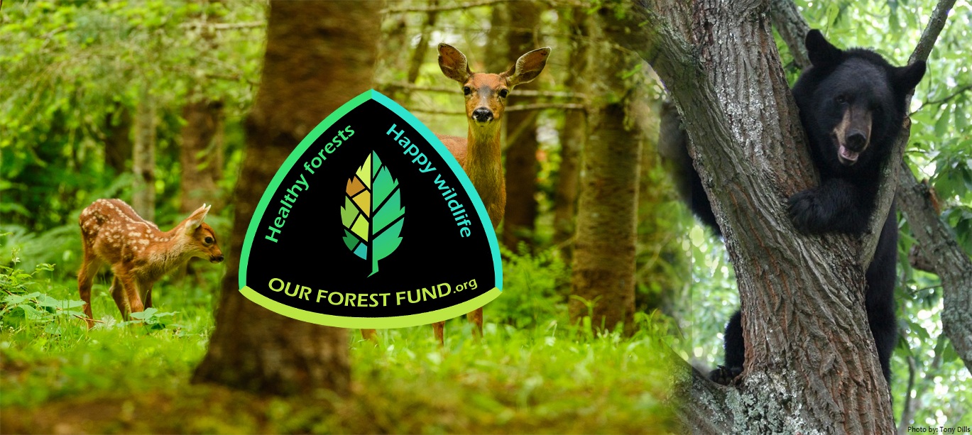 wildlife montage with Our Forest Fund logo