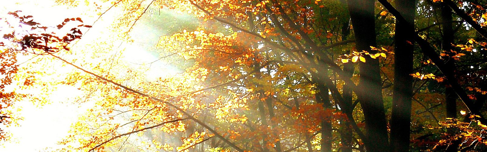 sunlight filters through autumn forest