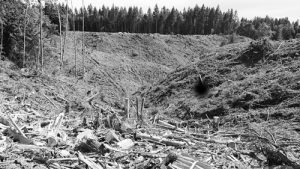 Clearcut on Sawdust Hill Road, in the PGFHP, 2019