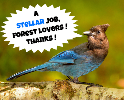A Steller's jay says thanks