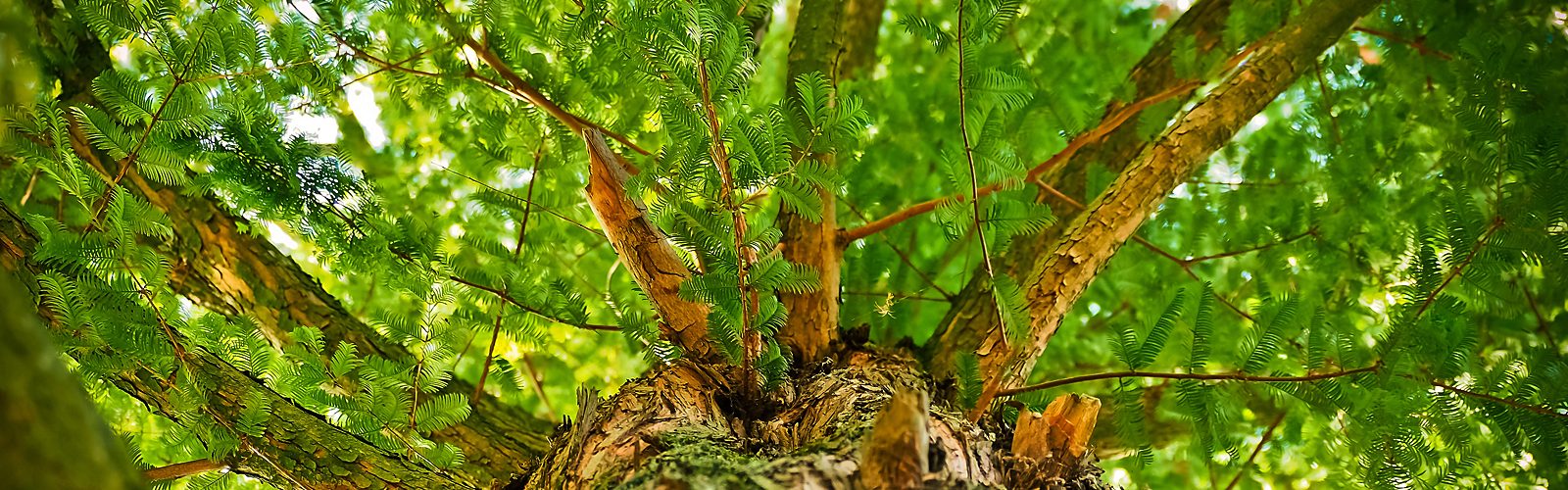 view looking up the trunk of a tree