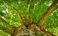 view looking up the trunk of a tree