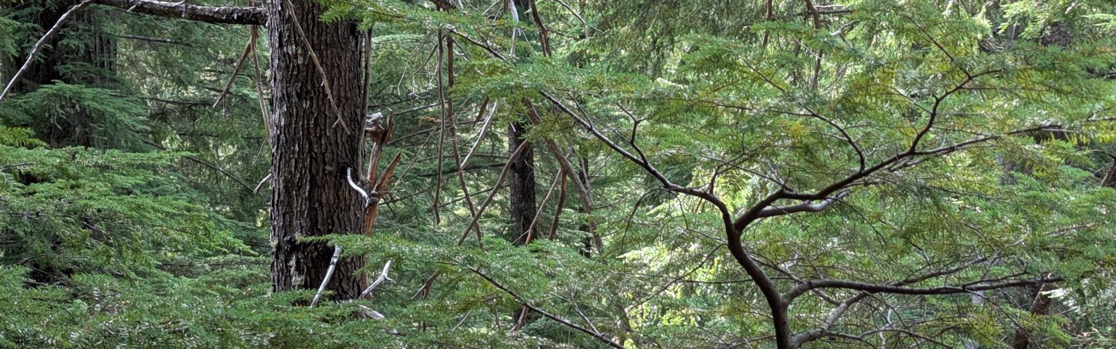 forest