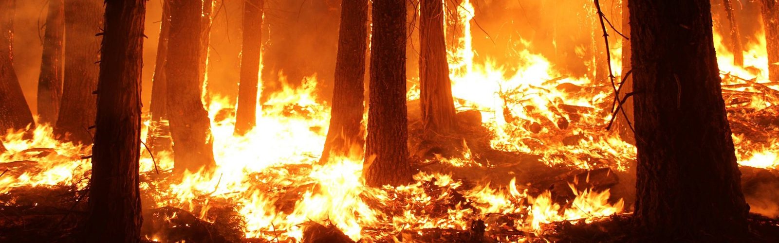 forest fire