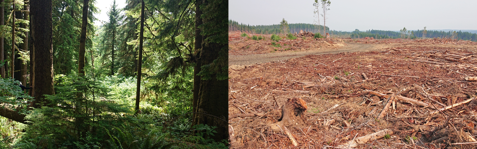 Rich forest and a clearcut side by side